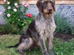 chien_darret_allemand_a_poil_dur_20211129_1375946712